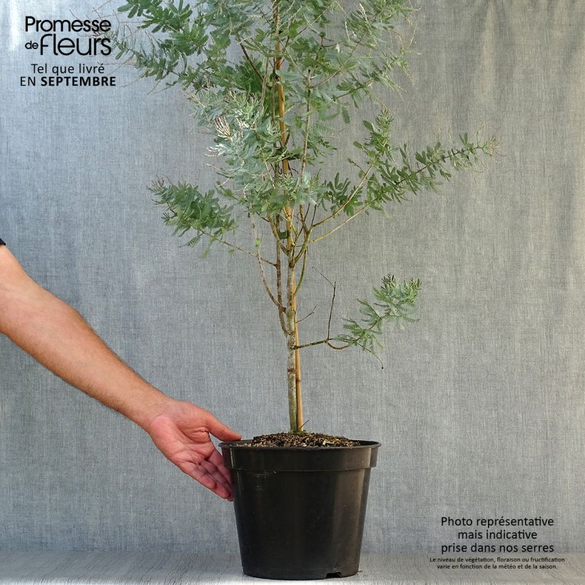 Spécimen de Acacia baileyana Songlines - Mimosa de Bailey Pot de 6L/7L tel que livré en automne