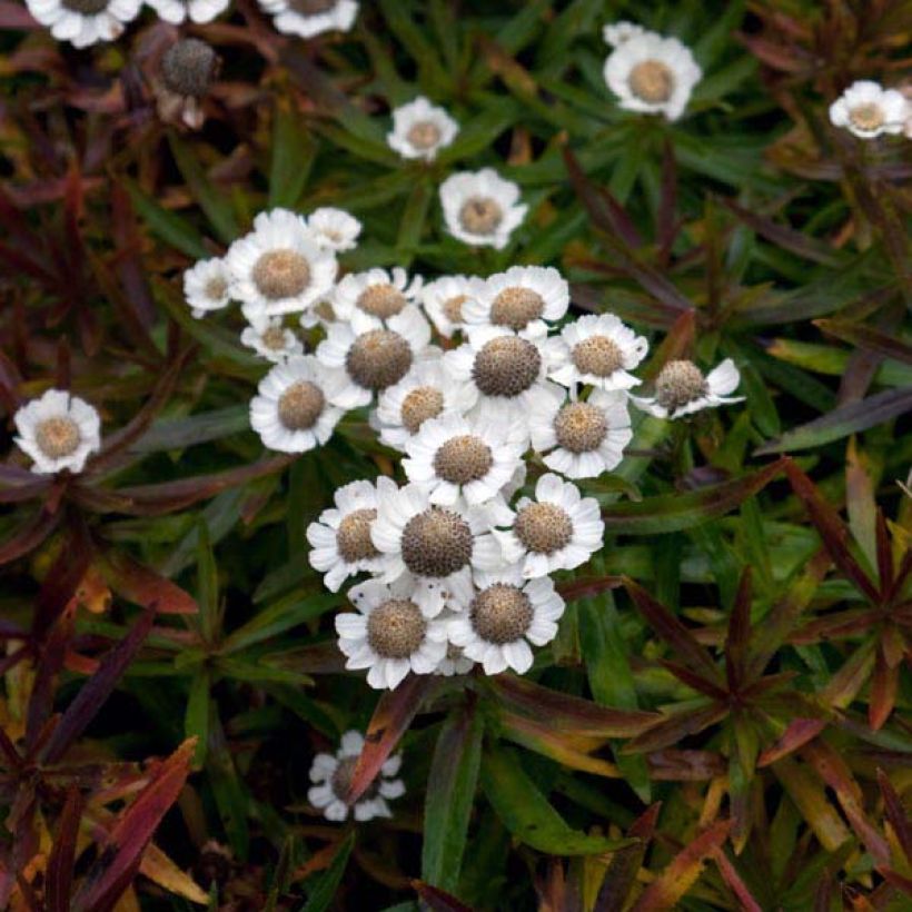 Achillée ptarmica Nana Compacta (Port)