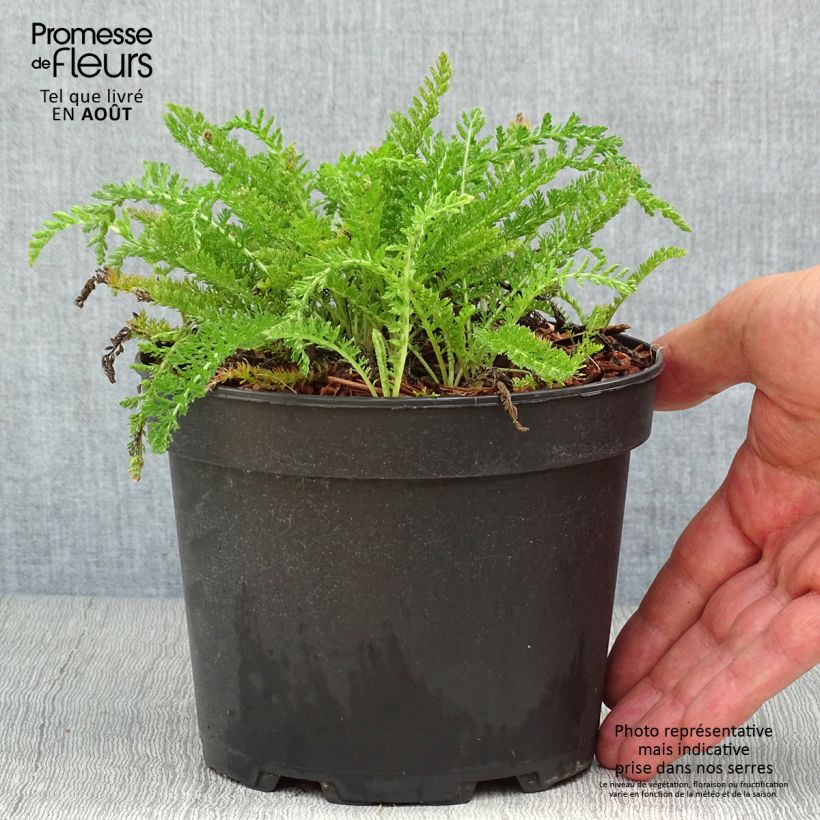 Spécimen de Achillée millefeuille White Beauty Pot de 2L/3L tel que livré en été