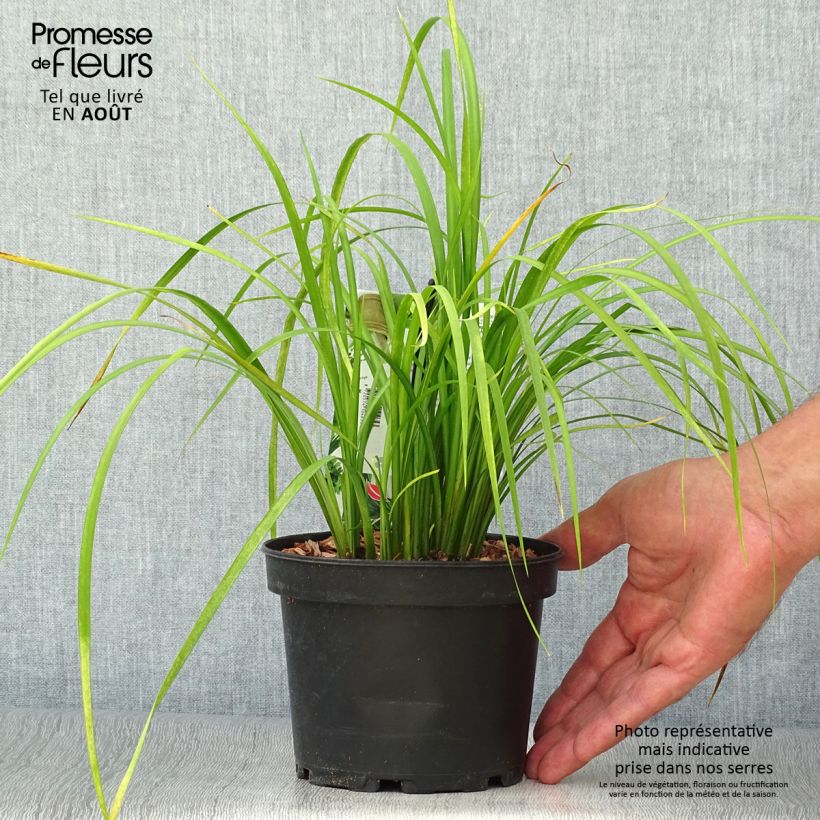 Spécimen de Acorus gramineus Licorice - Jonc japonais Pot de 1,5L/2L tel que livré en été