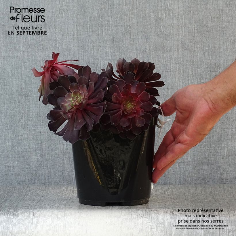Spécimen de Aeonium arboreum Tip Top - Aéonium en arbre Pot de 3L/4L tel que livré en automne