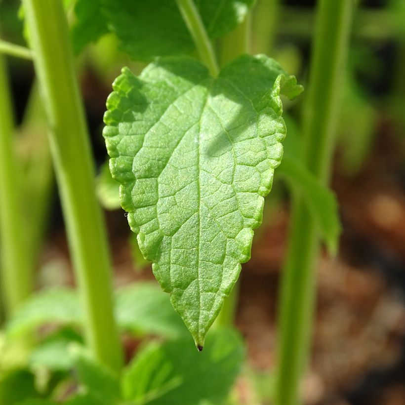 Agastache rugosa Alabaster (Feuillage)