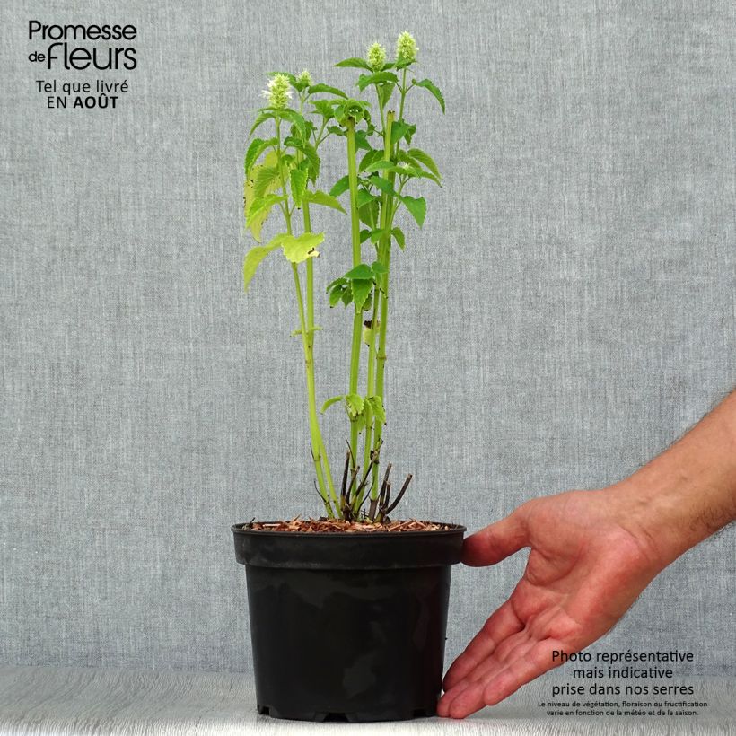 Spécimen de Agastache rugosa Alabaster Pot de 2L/3L tel que livré en été