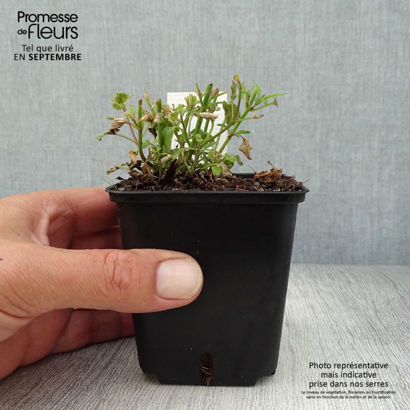 Spécimen de Agastache aurantiaca Apricot Sprite - Agastache dorée Godet de 8/9 cm tel que livré en automne
