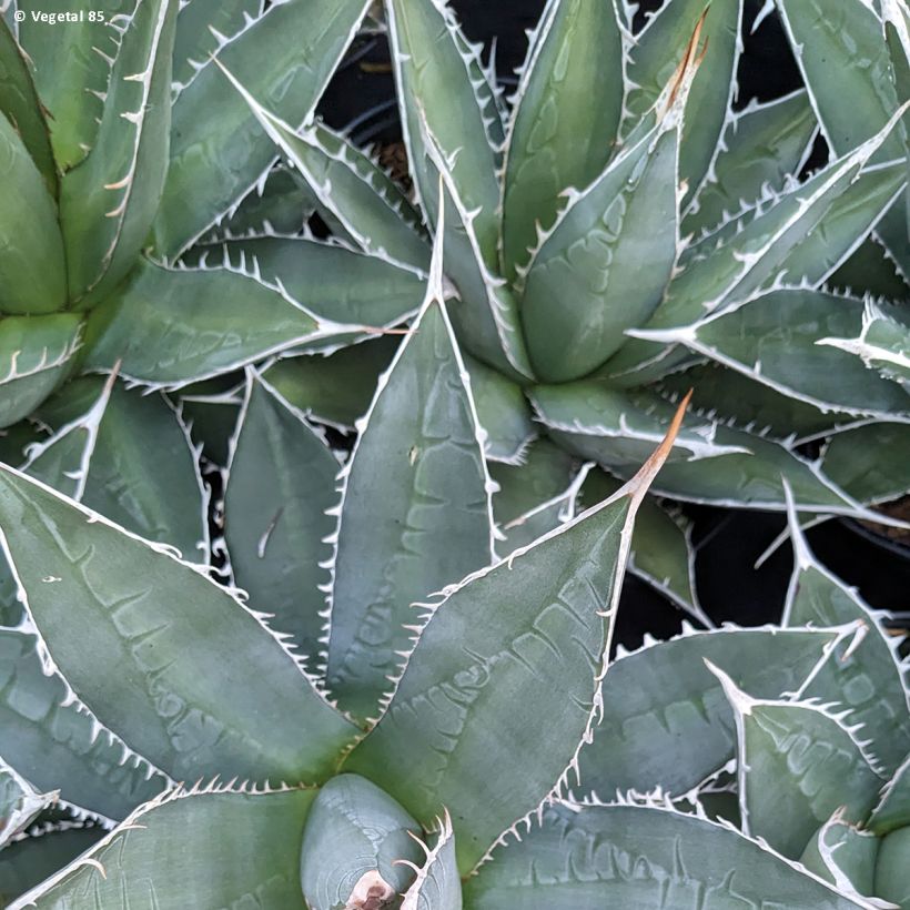 Agave kerchovei (Feuillage)