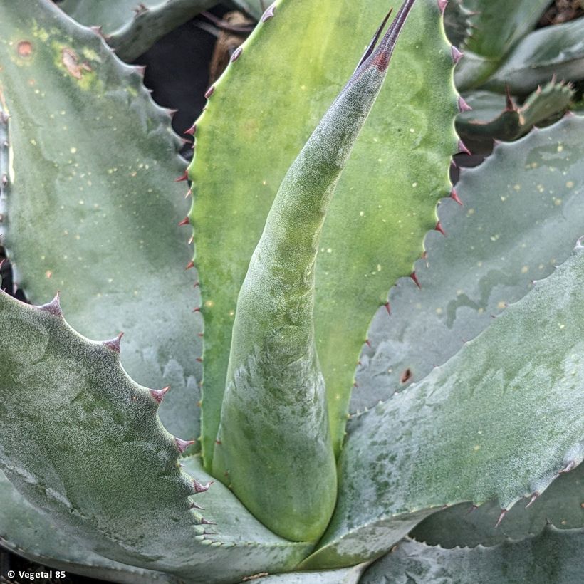 Agave salmiana - Agave de Salm (Feuillage)