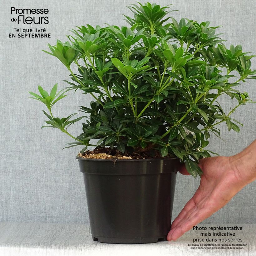 Spécimen de Andromède du Japon - Pieris japonica Sarabande Pot de 3L/4L tel que livré en automne