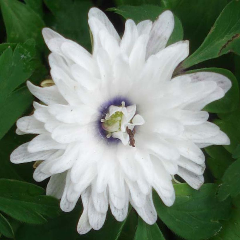 Anemone nemorosa Blue Eyes - Anémone des bois (Floraison)