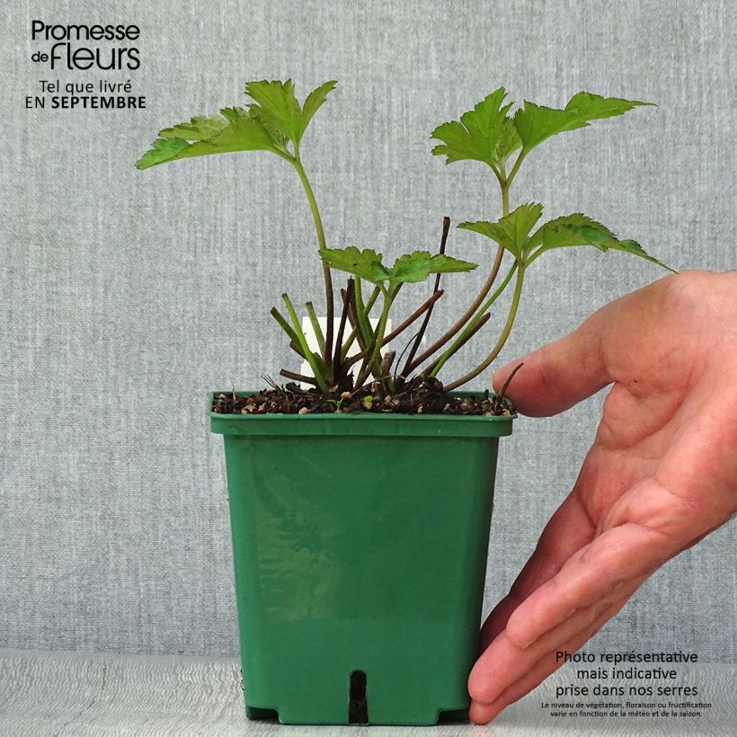 Spécimen de Anémone du Japon Robustissima - Anemone tomentosa Pot de 1,5L/2L tel que livré en automne