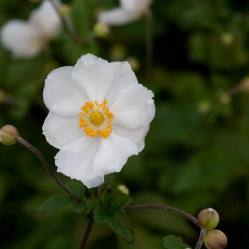 Anémone japonaise Andrea Atkinson - Anemone (x) hybrida (Floraison)