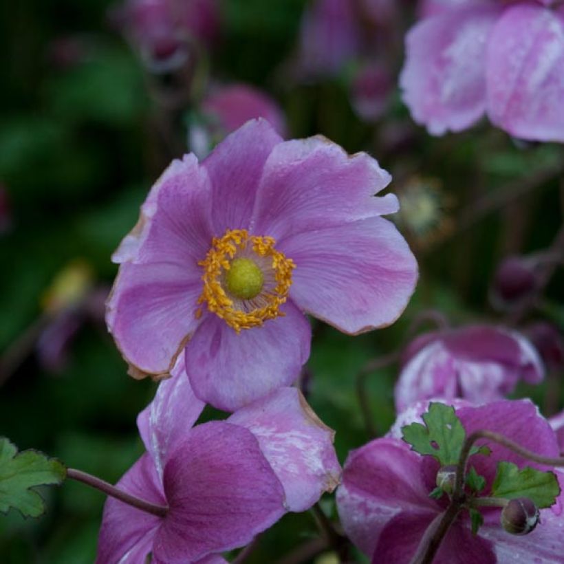 Anémone japonaise Rosenschale (Floraison)