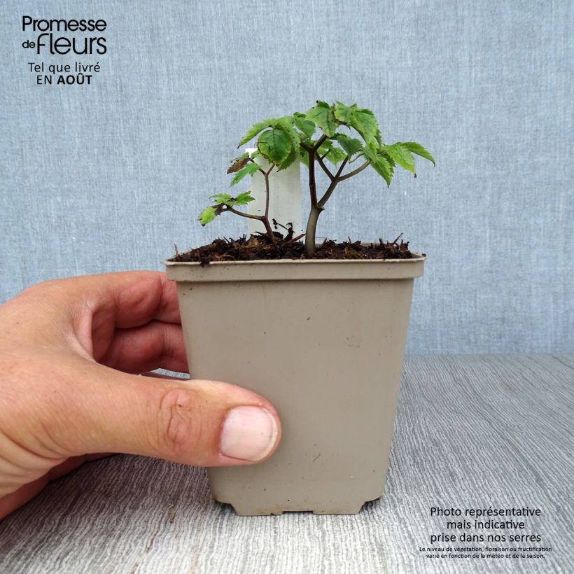 Spécimen de Anemonopsis macrophylla - Fausse anémone Godet de 8/9 cm tel que livré en été