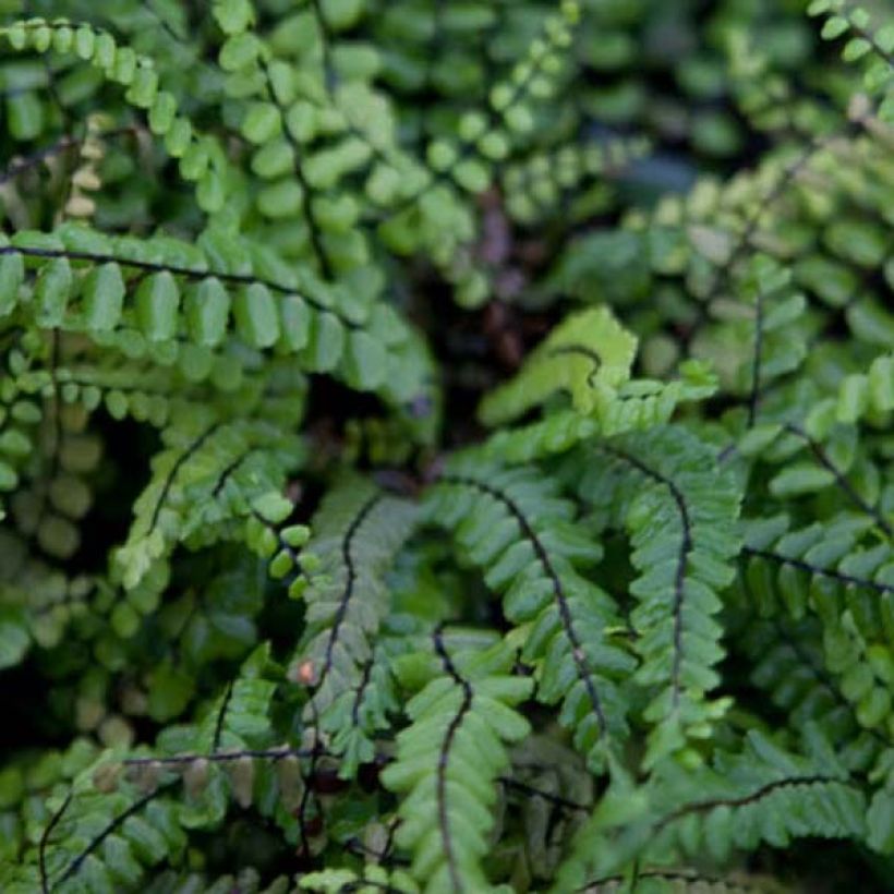 Asplenium trichomanes - Fougère, Fausse capillaire (Feuillage)