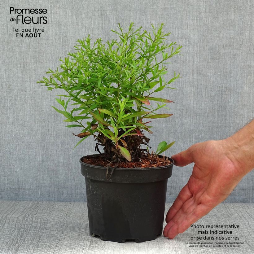 Spécimen de Aster dumosus Anneke - Aster nain Pot de 1,5L/2L tel que livré en été