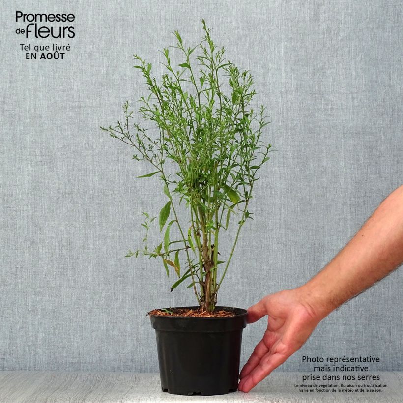 Spécimen de Aster cordifolius Blue Heaven - Pot de 2L/3L tel que livré en été