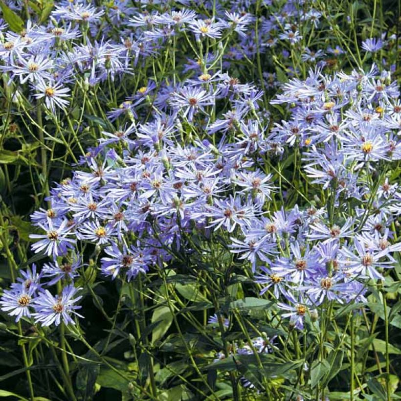 Aster macrophyllus twilight (Port)