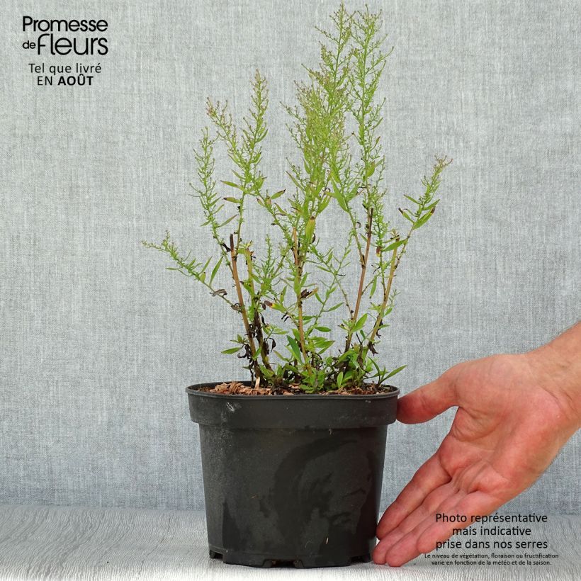 Spécimen de Aster ericoïdes Pink Cloud Pot de 2L/3L tel que livré en été