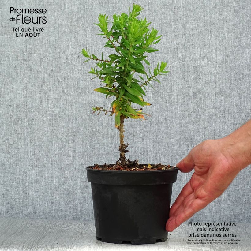 Spécimen de Aster novae-angliae Purple Dome - Aster d'automne Pot de 2L/3L tel que livré en été