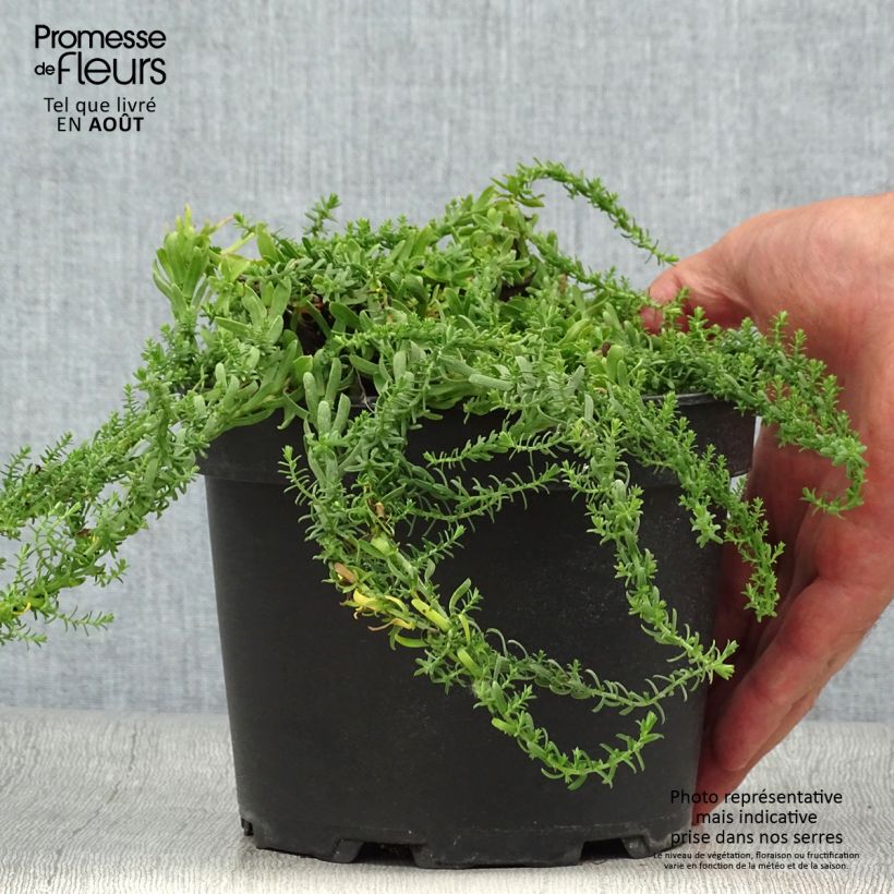 Spécimen de Aster ericoïdes f. prostratus Snow Flurry - Aster fausse-bruyère Pot de 2L/3L tel que livré en été