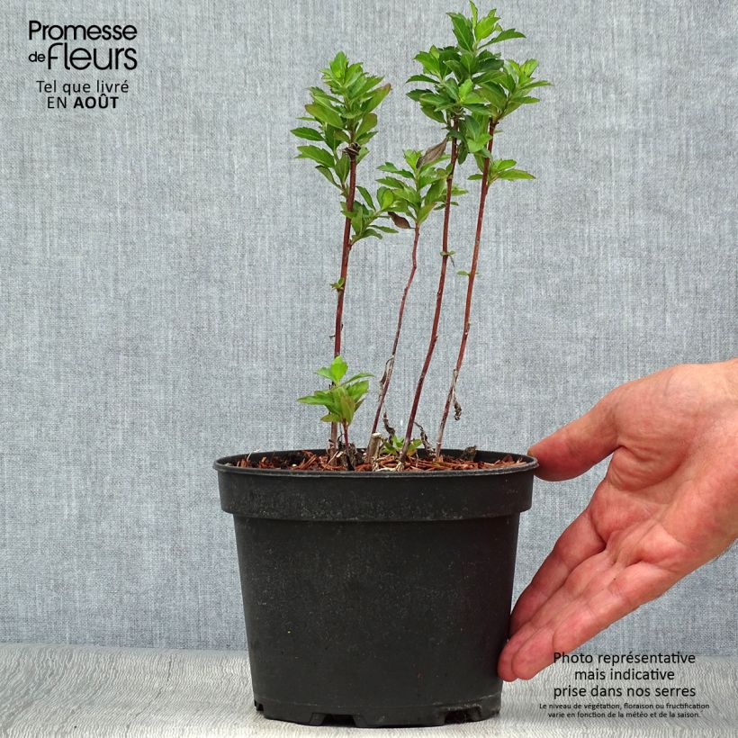 Spécimen de Aster ageratoides Stardust Pot de 2L/3L tel que livré en été