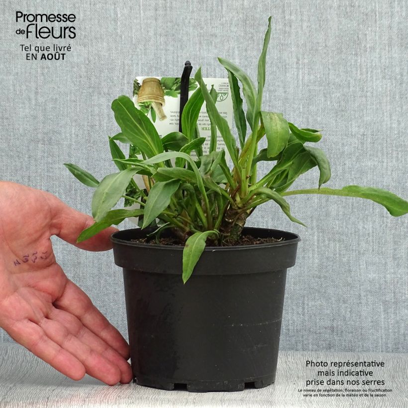 Spécimen de Aster maritime - Aster tripolium ou Tripolium pannonicum Pot de 1,5L/2L tel que livré en été