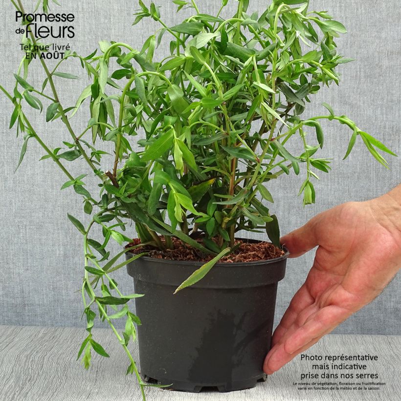 Spécimen de Aster novi-belgii White Lady - Aster grand d'automne Pot de 2L/3L tel que livré en été