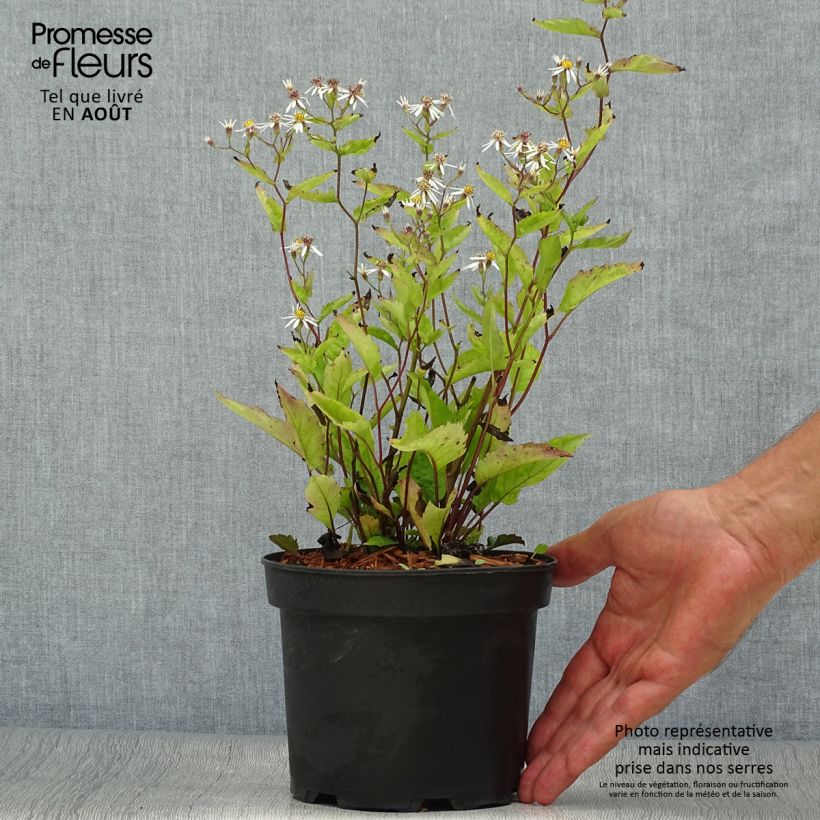 Spécimen de Aster tradescantii - Aster d'automne Pot de 2L/3L tel que livré en été