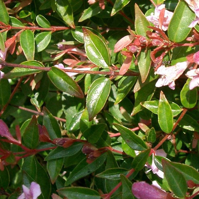 Abelia Edward Goucher (Feuillage)