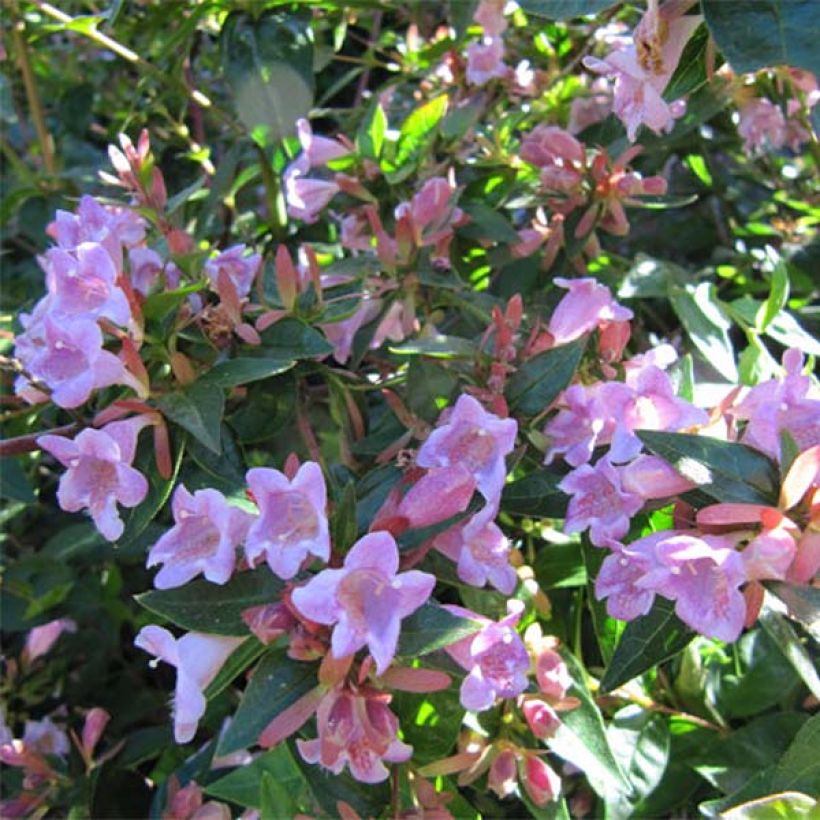 Abelia Edward Goucher (Floraison)