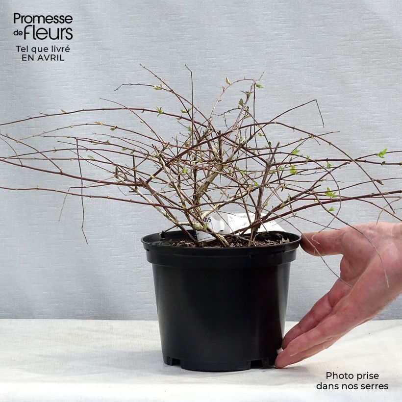 Spécimen de Abelia Edward Goucher pot de 1.5L/2L tel que livré au printemps