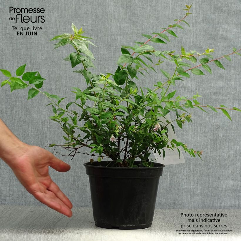 Spécimen de Abelia Edward Goucher Pot de 1L/1,5L tel que livré en été