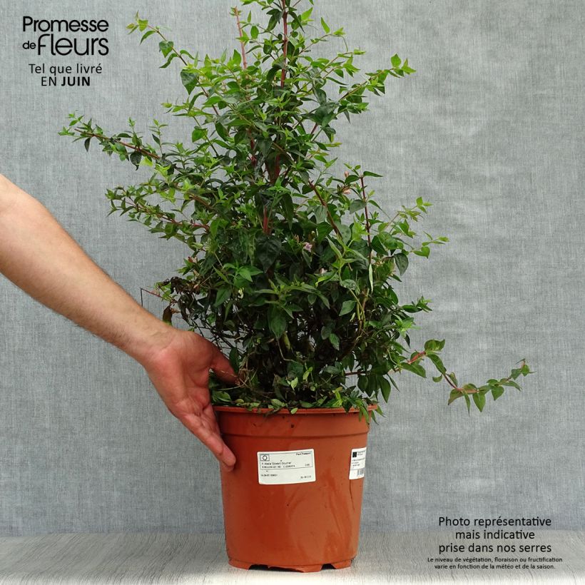 Spécimen de Abelia Edward Goucher Pot de 7,5L/10L tel que livré en été