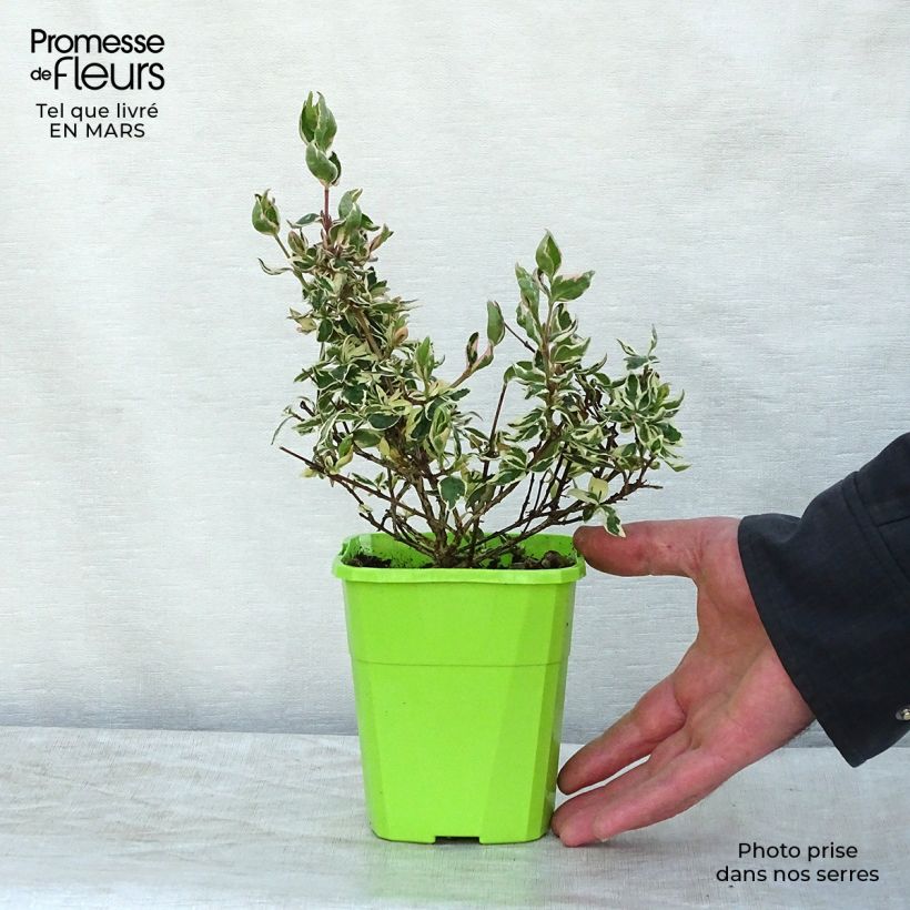 Spécimen de Abelia Magic Daydream en godet de 9 cm tel que livré au printemps