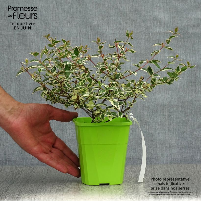 Spécimen de Abelia Magic Daydream Godet de 8/9 cm tel que livré en été