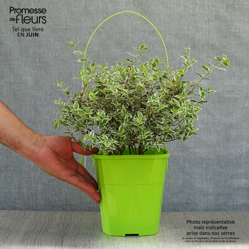 Spécimen de Abelia Magic Daydream Pot de 3L/4L tel que livré en été