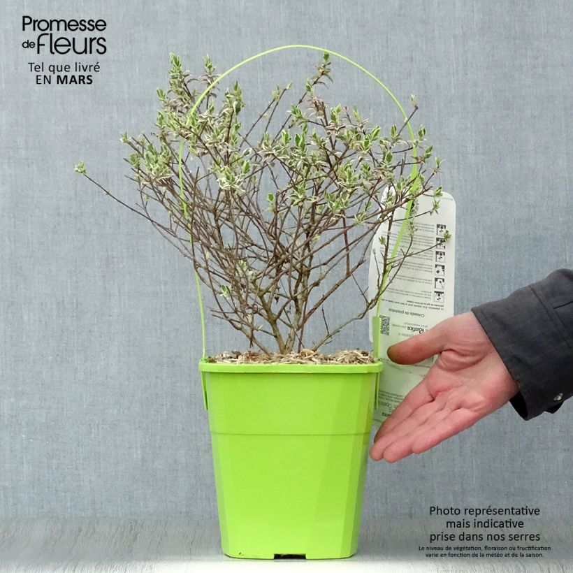 Spécimen de Abelia Magic Daydream en pot de 3L/4L tel que livré au printemps