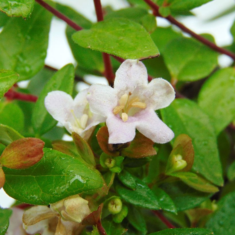 Abelia Petite Garden® Minedward (Floraison)