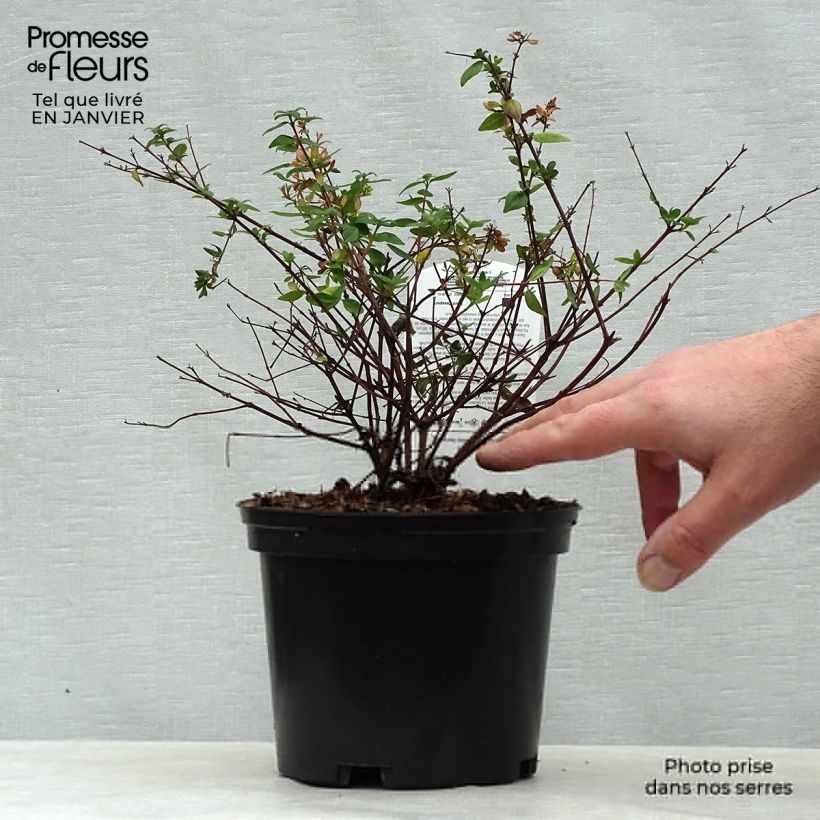 Spécimen de Abelia Petite Garden® Minedward tel que livré en hiver