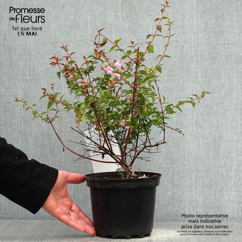 Spécimen de Abelia Pink Pong en pot de 3L/4L tel que livré au printemps