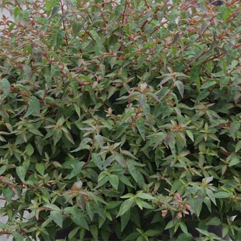 Abelia Pinky Bells (Feuillage)