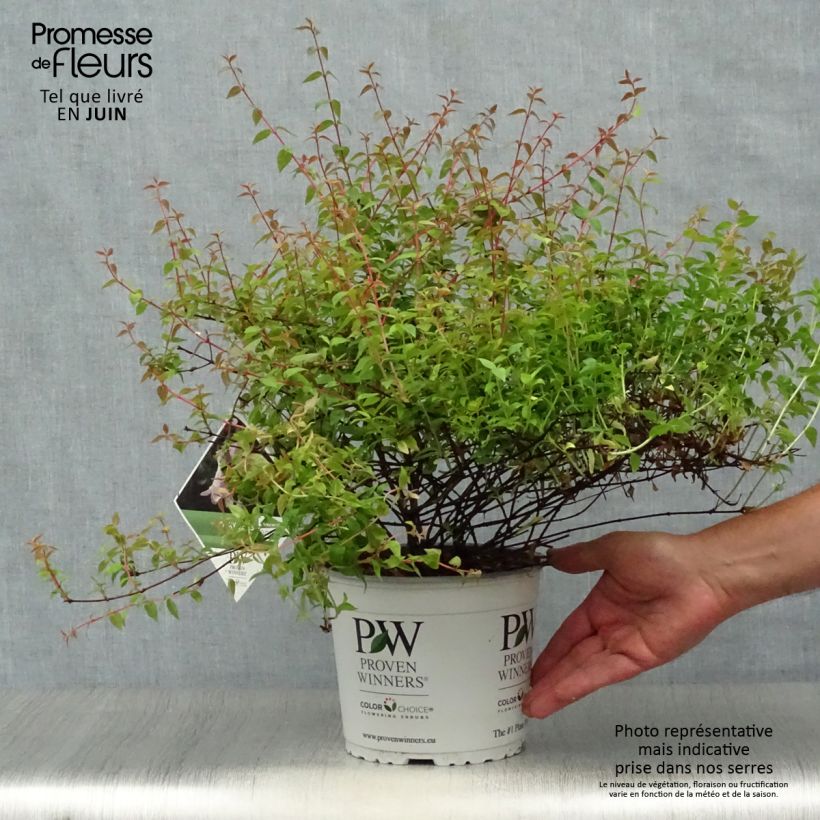 Spécimen de Abelia Pinky Bells Pot de 2L/3L tel que livré en été