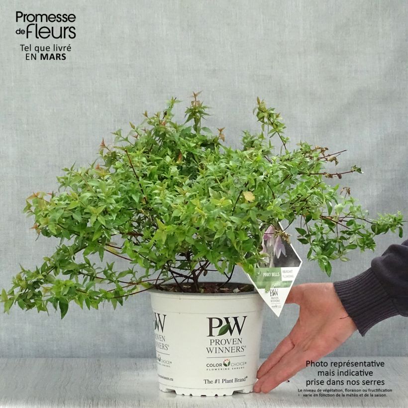 Spécimen de Abelia Pinky Bells en pot de 2-3L tel que livré au printemps