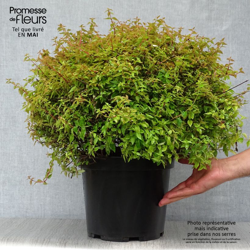 Spécimen de Abelia Pinky Bells livré en pot de 7,5L/10L tel que livré au printemps