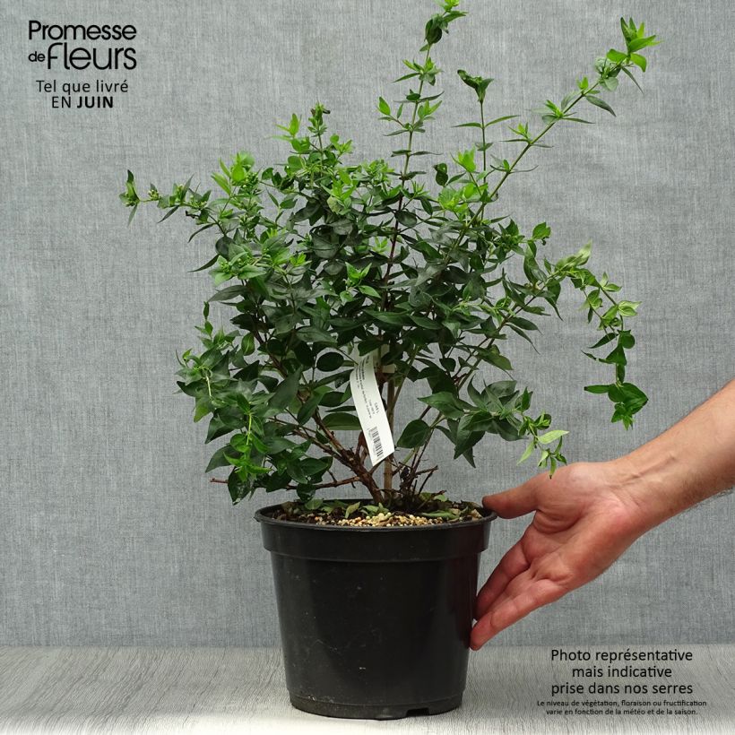 Spécimen de Abelia Raspberry Profusion Pot de 3L/4L tel que livré en été