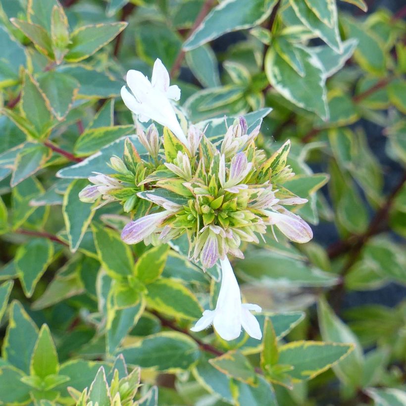 Abelia (x) grandiflora Happy Daydream  (Floraison)