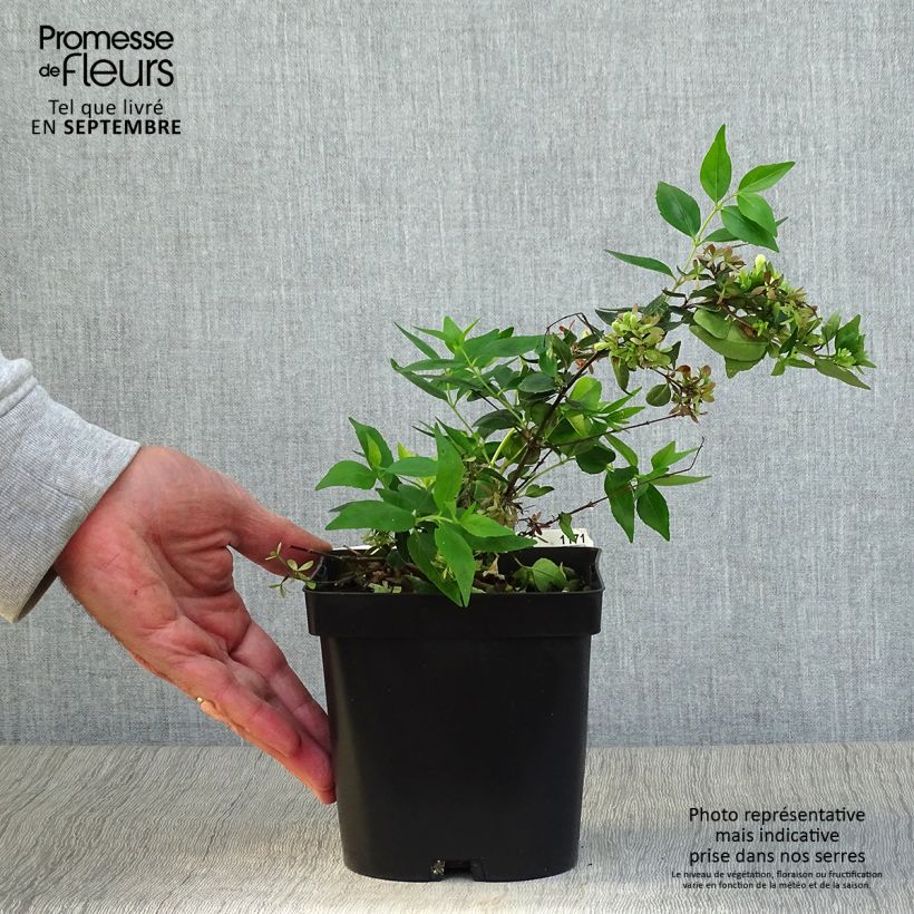 Spécimen de Abelia grandiflora Semperflorens Pot de 2L/3L tel que livré en automne