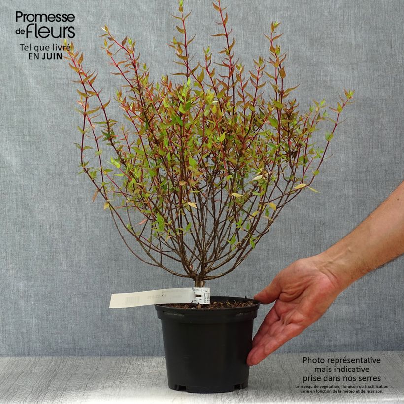 Spécimen de Abelia grandiflora Sherwood Pot de 2L/3L tel que livré en été