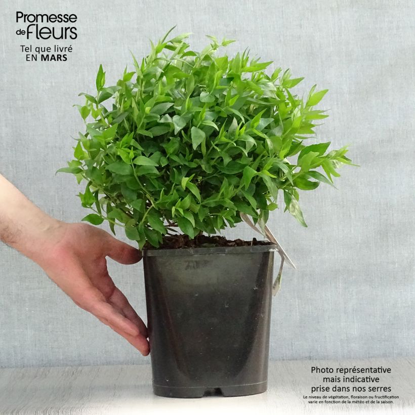Spécimen de Abelia grandiflora Sherwood Pot de 2L/3LHauteur livrée env. 15/20cm tel que livré au printemps