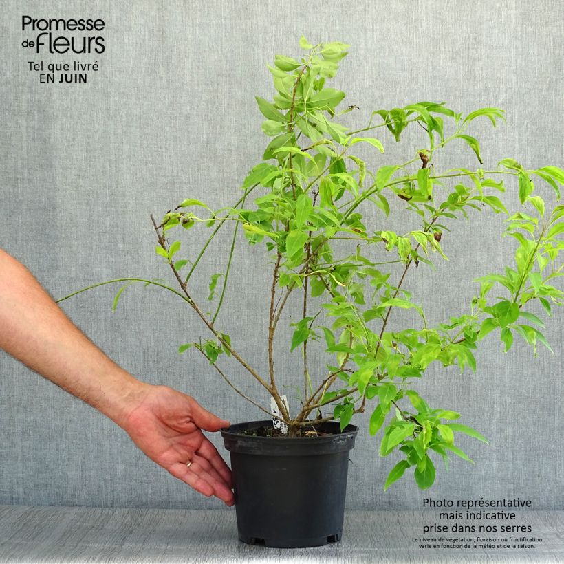 Spécimen de Abelia chinensis - Abélia de Chine Pot de 2L/3L tel que livré en été
