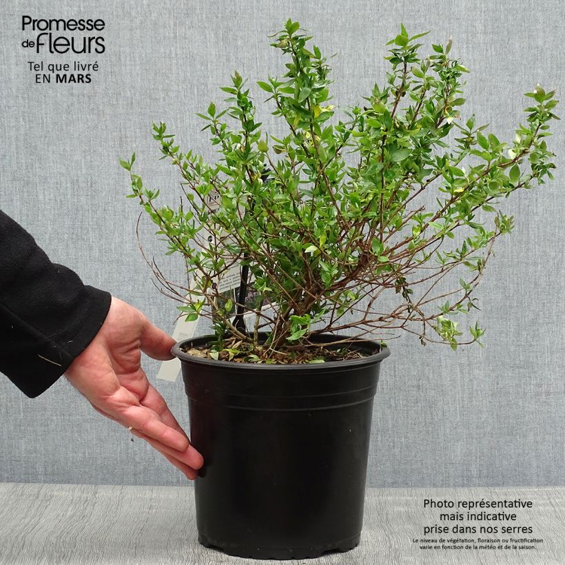 Spécimen de Abelia chinensis Autumn Festival - Abélia de Chine - Pot de 4L/5L tel que livré au printemps